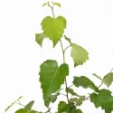 Mesteacăn (Betula pendula) la ghiveci 2L