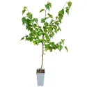 Mesteacăn (Betula pendula) la ghiveci 2L
