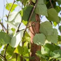 Mesteacăn (Betula pendula) la ghiveci 2L