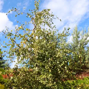Mesteacăn (Betulla pendula) Spider Alley la ghiveci 2L
