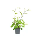 Mini kiwi Hardy Red