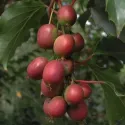 Mini kiwi Ken's Red