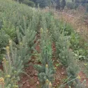 Molid alb canadian (Picea glauca Nova Scotia) la ghiveci C1