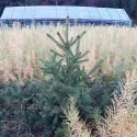 Molid alb canadian (Picea glauca Nova Scotia) la ghiveci C1