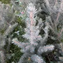 Molid argintiu Kaibab (Picea pungens Glauca Kaibab) la ghiveci C1