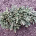 Molid argintiu Kaibab (Picea pungens Glauca Kaibab) la ghiveci C1