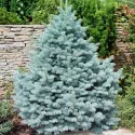 Molid argintiu Kaibab (Picea pungens Glauca Kaibab) la ghiveci C1