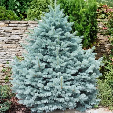 Molid argintiu Kaibab (Picea pungens Glauca Kaibab) la ghiveci C1