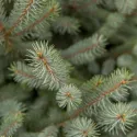 Molid argintiu San Juan (Picea pungens Glauca San Juan) la ghiveci C1