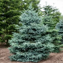 Molid argintiu San Juan (Picea pungens Glauca San Juan) la ghiveci C1