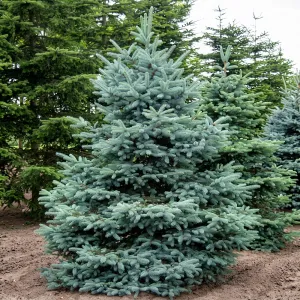 Molid argintiu San Juan (Picea pungens Glauca San Juan) la ghiveci C1