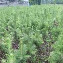 Molid argintiu San Juan (Picea pungens Glauca San Juan) la ghiveci C1
