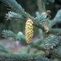 Molid engelmannii (Picea engelmannii) la ghiveci C1