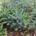 Molid engelmannii (Picea engelmannii) la ghiveci C1