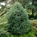 Molid engelmannii (Picea engelmannii) la ghiveci C1