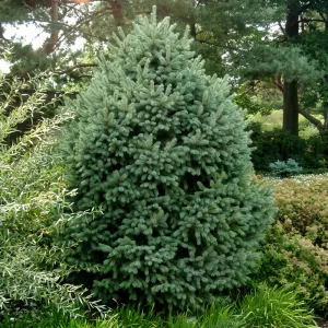 Molid engelmannii (Picea engelmannii) la ghiveci C1