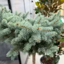 Molid globular (Picea) pe tulpină, ghiveci 20L, H 90-110 cm