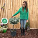 Molid globular (Picea) pe tulpină, ghiveci 20L, H 90-110 cm
