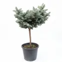 Molid globular (Picea) pe tulpină, ghiveci 20L, H 90-110 cm