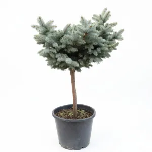 Molid globular (Picea) pe tulpină, ghiveci 20L, H 90-110 cm