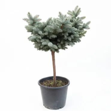 Molid globular (Picea) pe tulpină, ghiveci 20L, H 90-110 cm