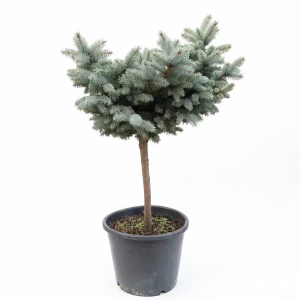 Molid globular (Picea) pe tulpină, ghiveci 20L, H 90-110 cm
