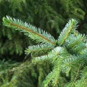 Molid sârbesc (Picea omorika) la ghiveci C1