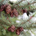 Molid sârbesc (Picea omorika) la ghiveci C1