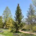 Molid sârbesc (Picea omorika) la ghiveci C1