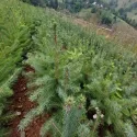 Molid sârbesc (Picea omorika) la ghiveci C1