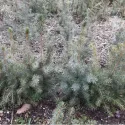 Molid sârbesc (Picea omorika) la ghiveci C1