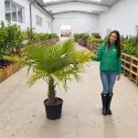 Palmier (Washingtonia robusta), ghiveci 30L, H 130-150 cm