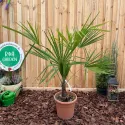 Palmier (Washingtonia robusta), ghiveci 5L, H 80-100 cm