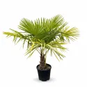 Palmier (Washingtonia robusta), ghiveci 30L, H 130-150 cm