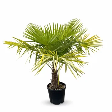 Palmier (Washingtonia robusta), ghiveci 30L, H 130-150 cm