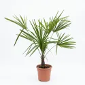 Palmier (Washingtonia robusta), ghiveci 5L, H 80-100 cm