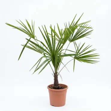 Palmier (Washingtonia robusta), ghiveci 5L, H 80-100 cm