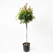 Photinia pe tulpină, ghiveci 20L, H 150-170 cm