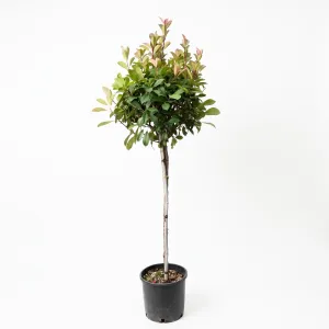 Photinia pe tulpină, ghiveci 20L, H 150-170 cm