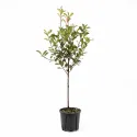 Photinia pe tulpină, ghiveci 5L, H 100-120 cm