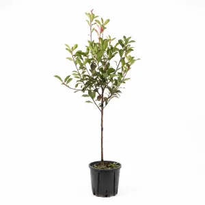 Photinia pe tulpină, ghiveci 5L, H 100-120 cm