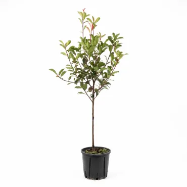 Photinia pe tulpină, ghiveci 5L, H 100-120 cm