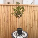 Photinia pe tulpină, ghiveci 5L, H 100-120 cm