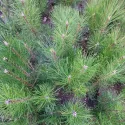 Pin austriac negru (Pinus nigra austriaca) la ghiveci C1