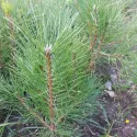 Pin austriac negru (Pinus nigra austriaca) la ghiveci C1