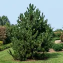 Pin austriac negru (Pinus nigra austriaca) la ghiveci C1