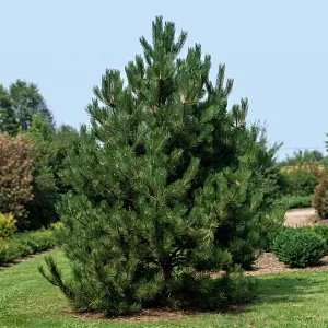 Pin austriac negru (Pinus nigra austriaca) la ghiveci C1