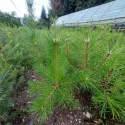 Pin austriac negru (Pinus nigra austriaca) la ghiveci C1