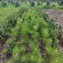 Pin austriac negru (Pinus nigra austriaca) la ghiveci C1