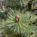 Pin silvestru (Pinus sylvestris) la ghiveci C1